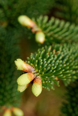 Abies numidica - jedle numidská - pupen